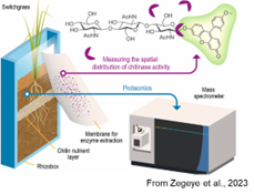 Chitinase activity in rhizosphere news 8-17-23.png